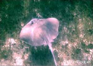 Snorkeling from shore at Bahia Honda State Park