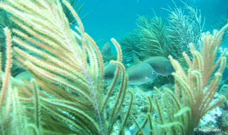 Snorkeling in Biscayne National Park