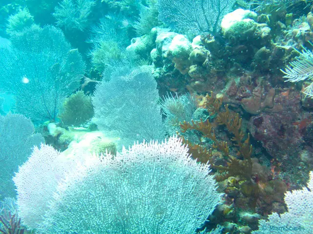 Seafans at Biscayne National Park