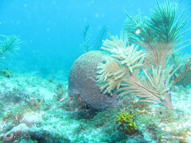 Beautiful Coral Reefs and Sea Fans at Biscayne National Park
