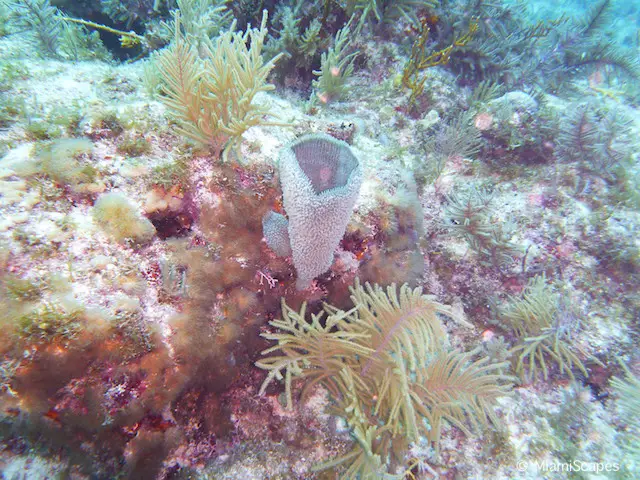 Snorkeling in Biscayne National Park