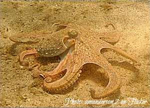 Snorkeling at the Blue Heron Bridge: Octopus