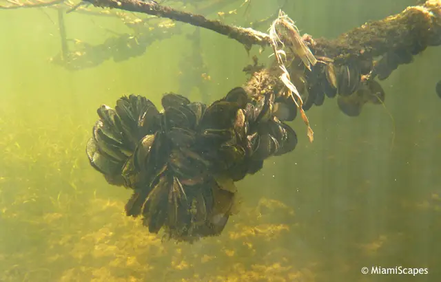 Snorkeling from the Beach, mangrove roots and clam growth