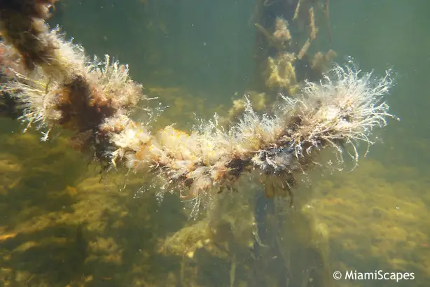 Snorkeling from the Beach, mangrove roots