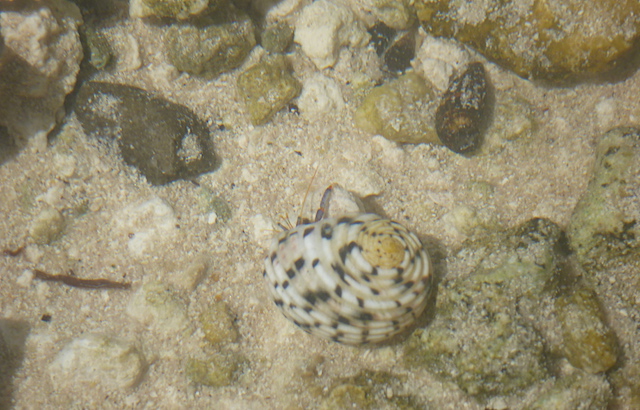 Snorkeling from the Beach, small critters