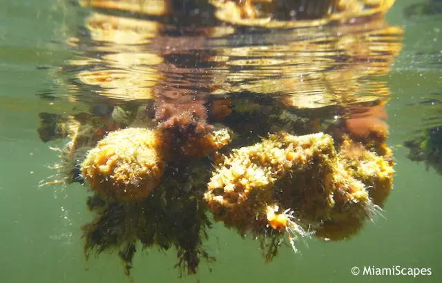 Snorkeling from the Beach, sponges