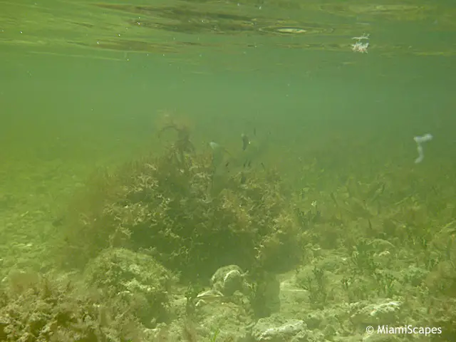 Snorkeling from shore at Pennekamp