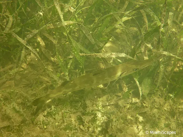 Snorkeling from shore at Pennekamp