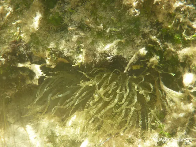 Snorkeling from shore at Pennekamp