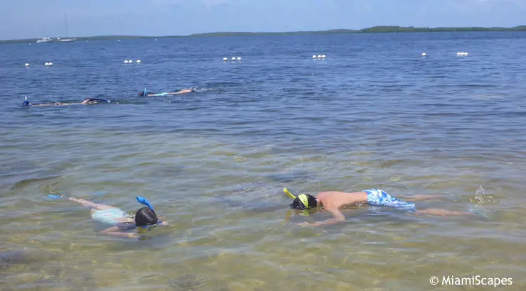 Kids Snorkeling from the Beach at Pennekamp Park