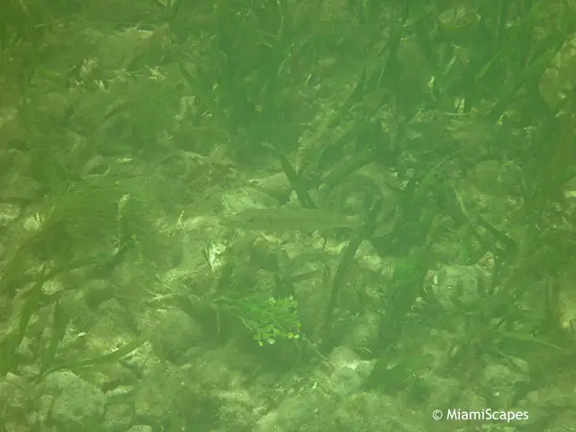 John Pennekamp Snorkeling from the beach a barracuda