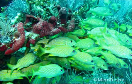 Colorful corals and fish at John Pennekamp Park