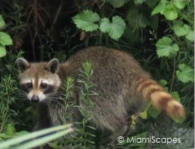 Mangrove Animals: Raccoon 