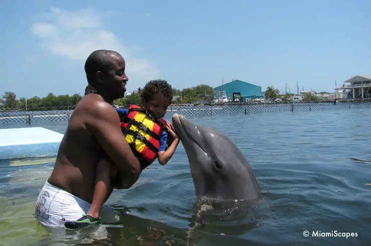 Swiming with Dolphins at the Dolphin Research Centre, adults with toddlers