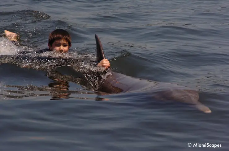 Swiming with Dolphins at the Dolphin Research Centre - a Dorsal Pull