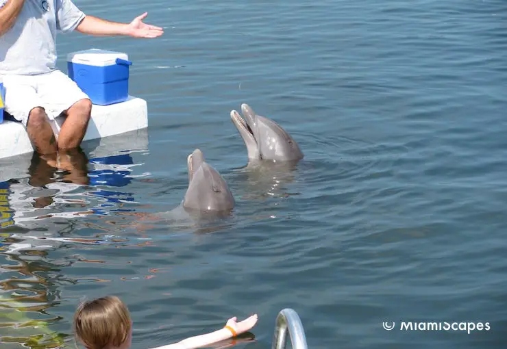 Swiming with Dolphins at the Dolphin Research Centre, Grassy Key