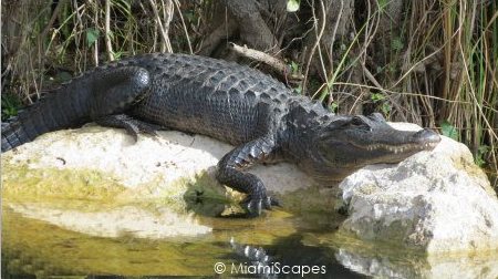 Alligator alongside canal on Tamiami Trail