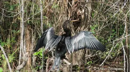 Anhinga drying feathers on Tamiami Trail