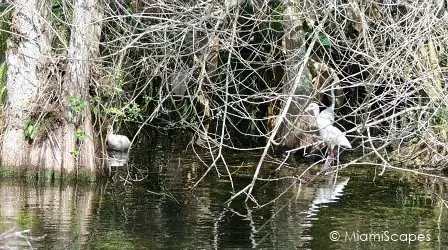 Wading Birds alongside canal on Tamiami Trail