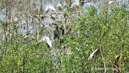 Ibis, egrets, storks on trees on Tamiami Trail