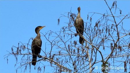 Cormorants on trees on Tamiami Trail