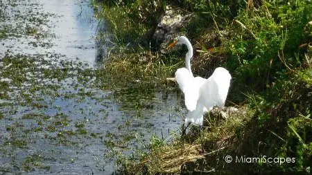 Egret alongside canal on Tamiami Trail