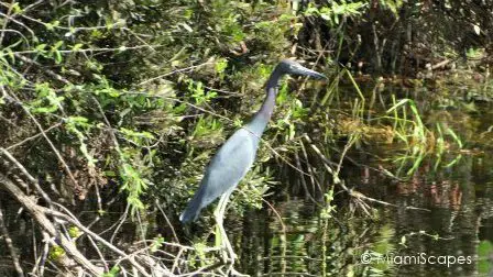 Heron alongside canal on Tamiami Trail