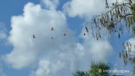 Roseate Spoonbills flying over  tree on Tamiami Trail
