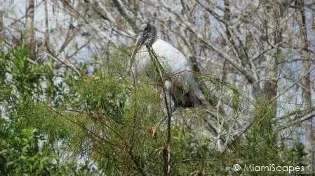 Wood Stork on tree on Tamiami Trail