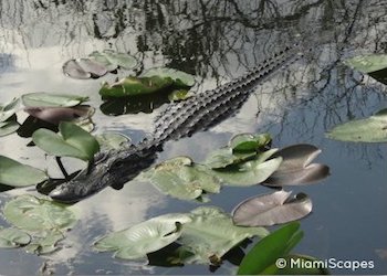 Everglades Boardwalks