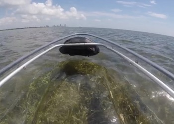 Clear Bottom Kayak at Crandon Park