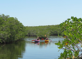 Kayaking the Mangrove trails at John Pennekamp State Park