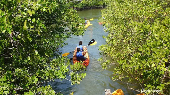 Kayaking the mangrove creeks at Oleta River