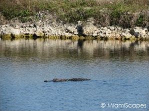 where to see alligators: along canals