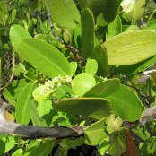 White Mangrove leaves 