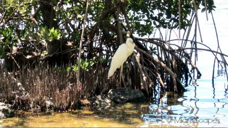 Great Egret at the salt pond at the Sanctuary