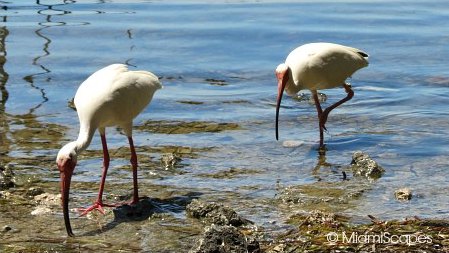 A pair or white ibis at the Sanctuary