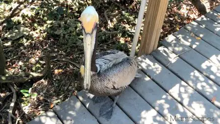 Wild Pelican at the Sanctuary
