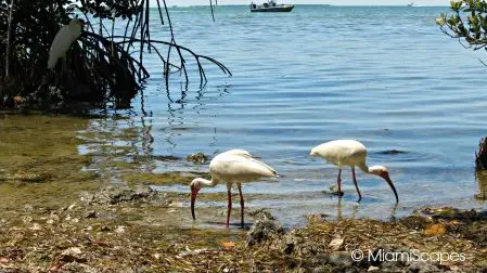 The Florida Keys Wild Bird Sanctuary