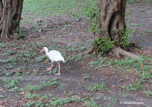 ibis