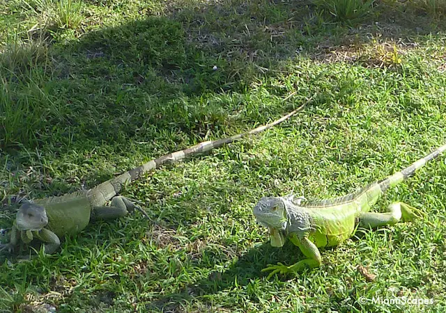 Green Iguana