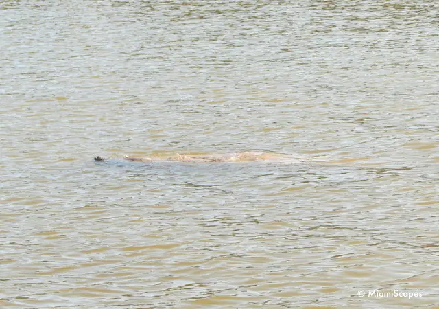 Manatee