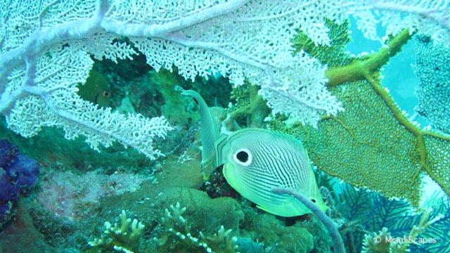 Snorkeling at Biscayne National Park
