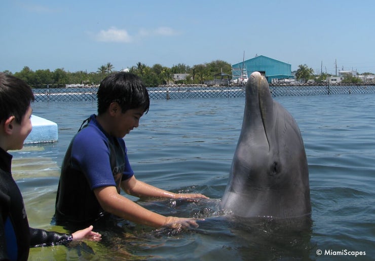 Our Dolphin Encounter at the Dolphin Research Center
