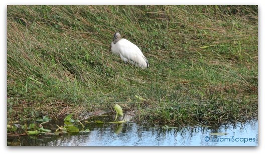 The Anhinga Trail at the Everglades