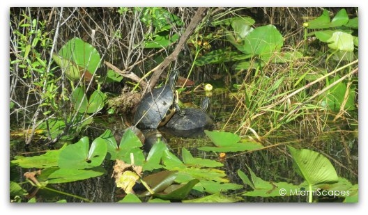 The Anhinga Trail at the Everglades