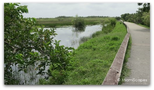 The Anhinga Trail at the Everglades: lots of wildlife on  the paved stretch along the canal