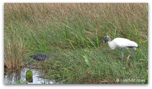 A wood stork next to an alligator, a bit daring if you ask me