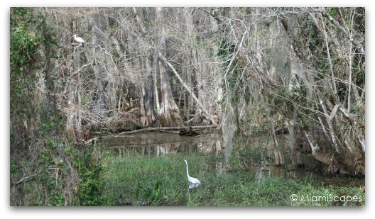 Cypress swamps in the Everglades