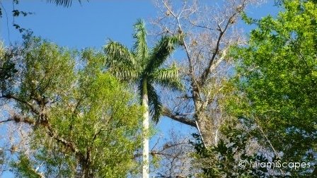 Royal Palms at Fakahatche Strand Big Cypress Bend Boardwalk